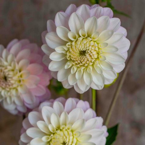 I’m dreaming of dahlias for summer weddings and events already. So many dahlias come in those pretty, delicate shades. Blush, white, cream, apricot, peach, salmon, buttercream, lemon, pale pink, lavender… 😍 What is your favourite softly coloured dahlia? Or what do you wish you could get but haven’t seen around? Pictured here is Florelie Tiara across all photos. Peach Salmon, Cut Flower Farm, Pink Lavender, Summer Weddings, Seasonal Flowers, Flower Farm, Flower Lover, Cut Flowers, White Cream