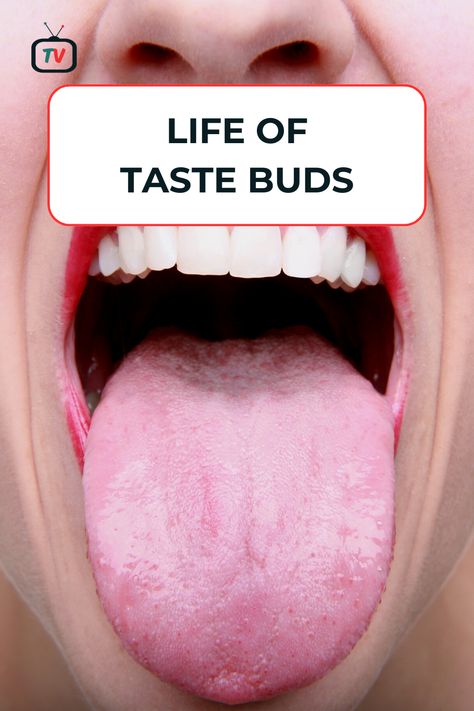 Taste buds are the small sensory organs on the tongue and in the mouth that allow us to detect different tastes such as sweet, sour, bitter, salty, and umami.
The average lifespan of a taste bud is around 10 days, after which it is replaced by a new one. This turnover of taste buds is a continuous process, which means that we are always producing new taste buds to replace the old ones that have died. Taste Buds Activities, Taste Buds Remedy, Inflamed Taste Buds, Tongue Taste Buds, Tongue Is A Powerful Thing, Tongue Depressors, Food Science, Bitter, Alternative Medicine