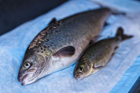 AquAdvantage, the first GMO salmon, is coming to America Salmon Species, Alaska Salmon, Salmon Farming, Gmo Corn, Salmon Eggs, Alaskan Salmon, Fish Feed, Atlantic Salmon, Wild Salmon