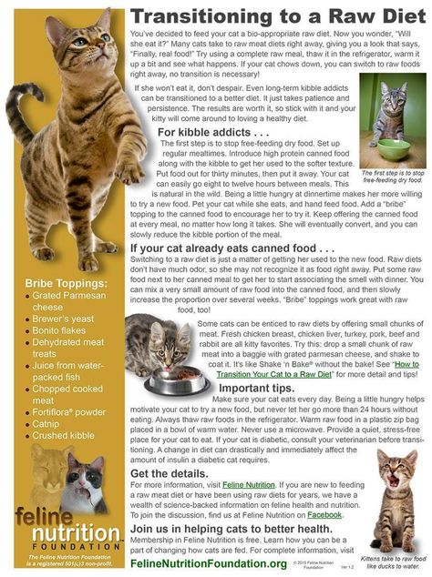 Feline Nutrition, Raw Cat Food Diet, Diy Cat Food, Raw Cat Food Recipes, Homemade Cat Food, Meat Diet, Cat Diet, Cat Nutrition, Cat Info