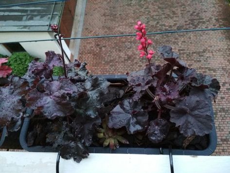 heuchera black pearl & black forest cake 05/2022 Gothic Garden, Black Forest Cake, Forest Cake, Perfect Plants, Black Forest, Dream Garden, Black Pearl, House Plants, Forest