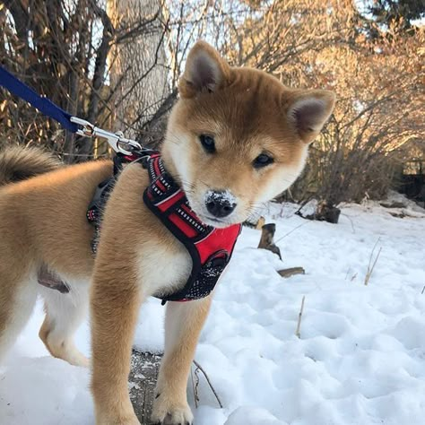 Shiba Inu Aesthetic, Inu Shiba, Cute Puppy Breeds, Shiba Inu Puppy, Akita Inu, Shiba Inu Dog, Cute Dog Pictures, Pretty Dogs, Puppy Breeds