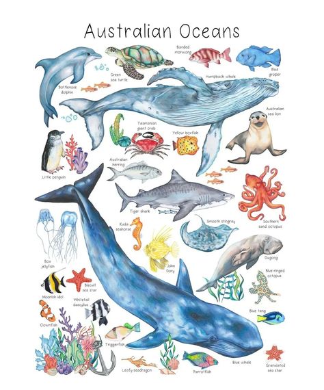 Celebrating Australia's beautiful and bizarre, unique and endemic wildlife with a range of hand illustrated children's prints, available as digital downloads. 🐨🦋🌿 Sea Creatures Art, Sea Nursery, Underwater Fish, Underwater Art, Childrens Wall Art, Marine Animals, Alphabet Print, Fish Art, Free Prints