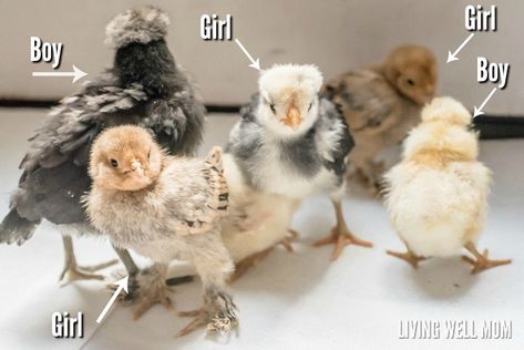 Silkie Chickens Baby, Rooster Vs Hen, Chickens For Beginners, Silkie Rooster, Bantam Chickens, Day Old Chicks, Fancy Chickens, Chicken Feeders, Backyard Chicken Farming