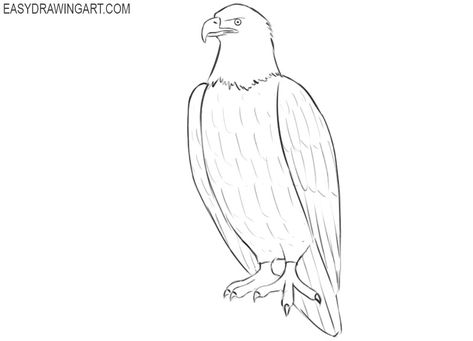 pictures of how to draw a bald eagle Paw Drawing, Neck Drawing, Graphic Novel Illustration, Eagle Drawing, Arch Brows, Eagle Pictures, Eagle Wings, Large Feathers, Kids Ideas