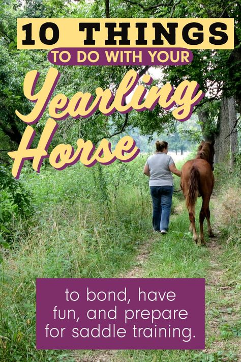 10 things to do with yearling horses to help them bond, grow confidence, and prepare for future saddle training Yearling Horse Care, Training A Yearling Horse, Weanling Horse Training, Yearling Horse Training, Yearling Horse, Foal Training, Grow Confidence, Horse Training Ground Work, Natural Horsemanship Training