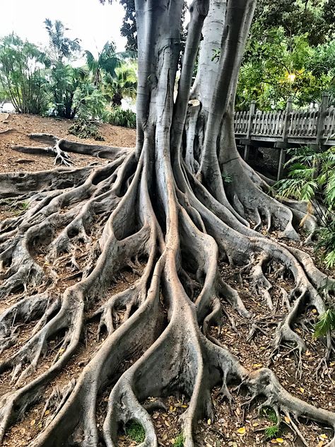 Roots Tree Root System, Exposed Tree Roots, Structures In Nature, Roots Of A Tree, Roots Photography, Root Structure, Growth And Decay, Nature Projects, Tree Root