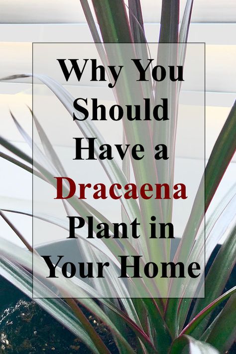 Dracaena Plant Care Houseplant, Dragon Tree Plant Indoor, Indoor Plant Identification, Draceana Plants, Dracena Plant Care, Dracaena Plant Care, Dracena Plant, Indoor Plants Ideas Decor, Hanging Plant Indoor