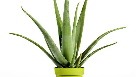 9 Indoor Plants That Will Improve Your Home's Air Quality Garden Mum, Aloe Vera Hair Mask, Pet Friendly House, Aloe Vera For Hair, Plant Seedlings, Aloe Vera Plant, Aloe Plant, Bedroom Plants, Aloe Vera Juice