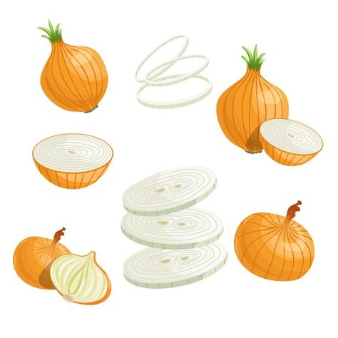 Onion Drawing, Recipe Book Covers, Premium Vector Cartoon, Organic Farm, Cartoon Sketches, Vector Cartoon, Simple Illustration, Alphabet Activities, Onion Rings