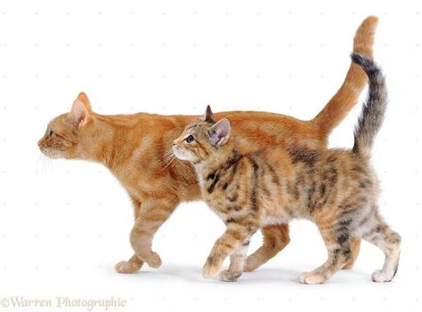 #gatos andando Cat Reference Photography Poses, Cat Pose Reference Photos, Dynamic Cat Poses, Scottish Wildcat, Walking Photo, Cat Poses, Cat References, Cat And Kitten, Cat Anatomy