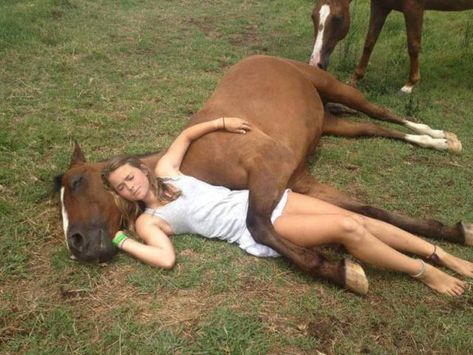 26 Awesome Pics To Start Your Day Right - Funny Gallery Funny Horse Pictures, Girl Sleeping, All About Horses, Funny Horse, Horse Crazy, Cute Horses, Horse Photos, Horse Pictures, Horse Love