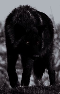 Black Wolfdog, Wolf Movie, Werewolf Aesthetic, Black German Shepherd, Wolf Spirit Animal, Dire Wolf, Wolf Love, In The Zoo, Canine Art