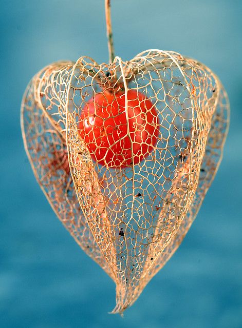 Chinese Lantern Plant, Lantern Plant, Chinese Lanterns Plant, Plant Fungus, Chinese Lantern, Seed Heads, Unusual Flowers, Chinese Lanterns, Seed Pods