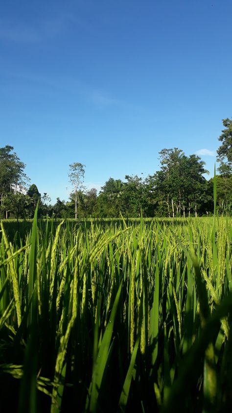 Pemandangan padi sawah di desa baji minasa kabupaten bulukkumba Padi Sawah, Sukabumi, Abc, Collage, Coffee, Pins, Quick Saves