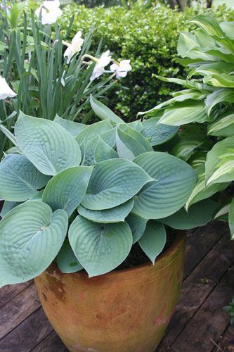 "Hosta is a perfect choice for a perennial container.  They are bright, easy and will almost certainly return each year.  Planted in a very large pot will mean they will make a bigger, bolder statement each year." Potted Hostas, Hostas In Containers, Hosta Halcyon, Blue Hosta, Deck Planters, Hosta Gardens, Backyard Garden Landscape, Porch Area, Container Gardening Flowers