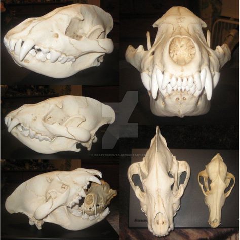 Hyena Skull, Skeleton Reference, Character Composition, Lion King Costume, Spotted Hyena, Coyote Skull, Nature Reference, Skull Reference, Skull Model