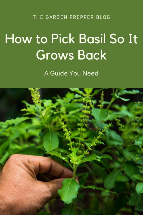 How To Pick Basil From Plant, How To Pick Basil, Harvesting Basil, Herbs Growing, Growing Basil, Basil Seeds, Herb Gardens, Indoor Vegetable Gardening, Garden Life