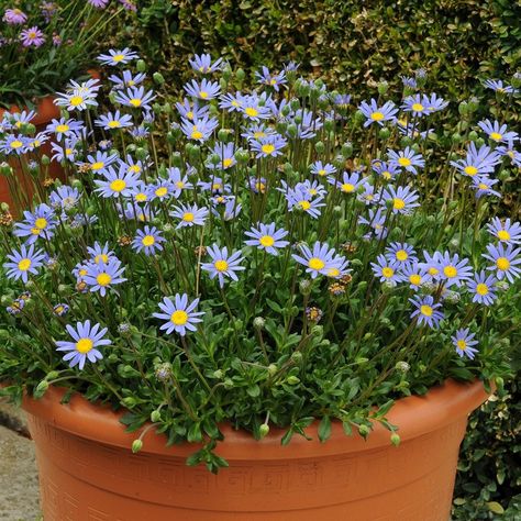 Buy kingfisher daisy Felicia amelloides: Delivery by Waitrose Garden Crocus Bulbs, Creeping Phlox, Summer Flowering Bulbs, Flax Flowers, Blue Plants, Daffodil Bulbs, Blue And Purple Flowers, Spring Flowering Bulbs, Annual Flowers