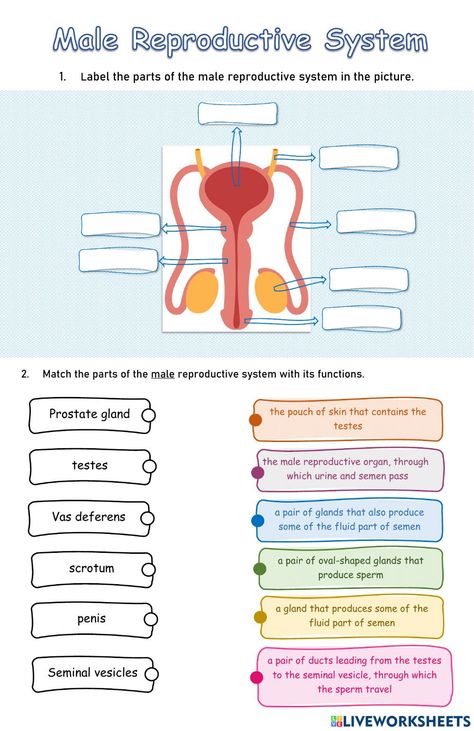 Reproductive System Activities, Reproductive System Worksheet, Changes In Matter, Male Reproductive System, States Of Matter Worksheet, Matter Worksheets, Science Room, Female Reproductive System, Nursing School Notes