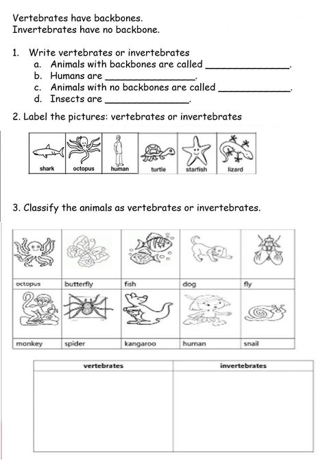 Classification Of Vertebrates, Vertebrates And Invertebrates, Biology Worksheet, Animal Classification, Animal Worksheets, Matter Science, The Worksheet, School House Rock, Comprehension Worksheets