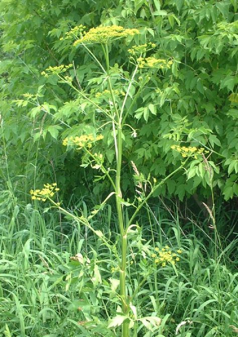 Wild Parsnip – Wisconsin Horticulture Wild Parsnip, Severe Sunburn, Skin Blisters, Soil Types, Poisonous Plants, Invasive Plants, Scarring, Parsnips, Survival Prepping