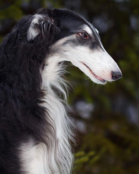 Black Borzoi, Russian Wolfhound, Borzoi Dog, Every Dog Breed, Animal Reference, 강아지 그림, Pretty Dogs, Pretty Animals, Bully Breeds