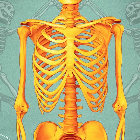 Skeleton Skeleton Artwork, Skeleton Drawings, Skeleton Illustration, Skeleton Art, After Life, Medical Illustration, Ap Art, Anatomy Art, Skull And Bones