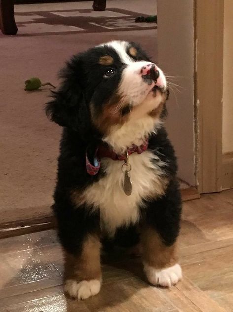 Berner Sennen Puppy, Burnese Mountain Dog, Burmese Mountain Dogs, Bernese Mountain Dog Puppy, Mountain Dog, Bernese Mountain, Fluffy Animals, Cute Dogs And Puppies, Bernese Mountain Dog