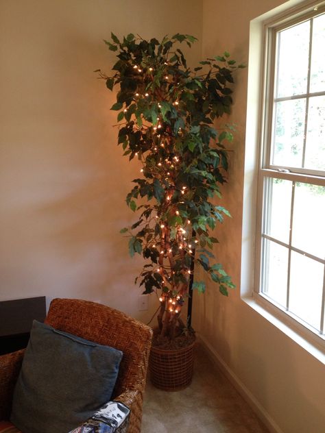 Christmas lights with a ficus Fake Tree With Lights, Tree With Lights Indoor, Indoor Tree With Lights, Modern Farmhouse Living Room Decor, Tree With Lights, Apt Decor, Indoor Tree, Plant Mama, Sustainable Christmas