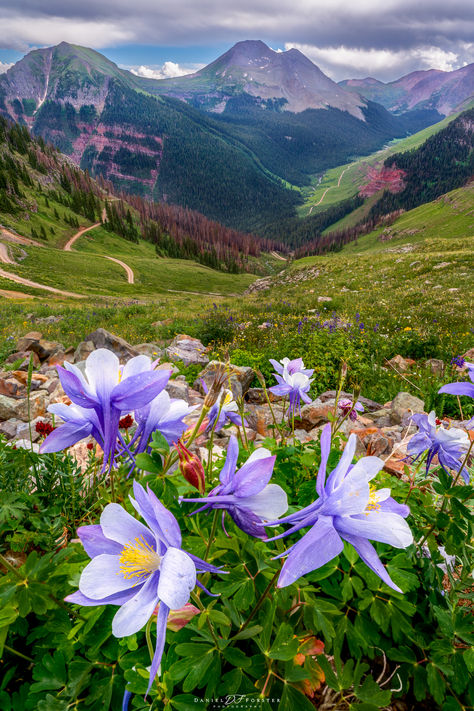 Colorado Wild Flowers, Colorado Wildflowers, Colorado Landscape, San Juan Mountains, Outdoor Pictures, Mountain Wall Art, Beautiful Nature Pictures, Landscape Photos, Nature Pictures