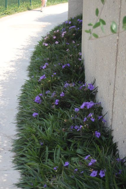 Ruellia Katie in both purple and pink look pretty here.  This is an improved commercial version of a native wildflower sometimes called Mexican petunia. Mexican Petunia Landscaping Ideas, Mexican Petunia Landscaping, Mexican Petunias, Mexican Petunia, Plants For Planters, Houston Garden, San Antonio River Walk, Texas Landscaping, San Antonio River