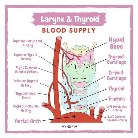 Larynx Anatomy, Dental Assistant Study Guide, Hyoid Bone, Emt Study, Anatomy Notes, Nursing Flashcards, Human Muscle Anatomy, Massage Therapy Business, Gross Anatomy