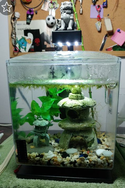 My 1.5 gallon tank for my blue mystery snail. Mystery Snails Tank, Snail Fish Tank, Mystery Snail Tank Ideas, Snail Tank Ideas, Mystery Snail Tank, Mystery Snails, 5 Gallon Tank, Snail Tank, Home Aquarium