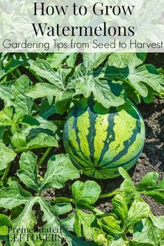 How to Grow Watermelon - Tips for growing watermelon, including how to plant watermelon seeds and watermelon seedlings, and how to harvest watermelon. How To Plant Watermelon, Plant Watermelon Seeds, Plant Watermelon, Watermelon Growing, Growing Watermelon, Grow Watermelon, Salad Aesthetic, Sweet Custard, How To Grow Watermelon