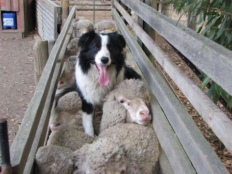 Border Collie on Instagram: "This breed is very friendly and sweet. This breed combines a gentle and graceful personality with a kind and calm personality.👏 📽: Pinterest ( Plz DM for credits or removal ) ---------- 🤜 Tag Someone Who Would Love This! 🛎 Turn Post Notification On * Follow our and tag us in your next picture for a chance to be shared! 👉 You can order it on the link my home page❤️❤️❤️ Thank you so much 💙 🔸 🔸 🔸 #bordercolliesarethebest #bordercolliebrasil #bordercolliestagram Border Collie Pictures, Smiling Animals, Sheep Dogs, Border Collie Puppies, Collie Puppies, Herding Dogs, Border Collie Dog, Border Collies, Collie Dog