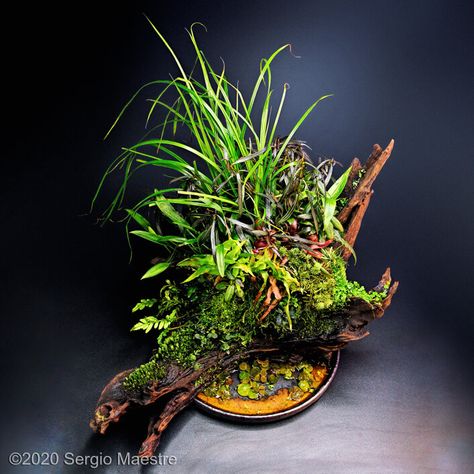 Wabi Kusa Aquascaping, Wabi Kusa, Alicante Spain, Glass Planter, Aquascaping, Ceramic Base, Japanese Aesthetic, Planted Aquarium, Aquatic Plants