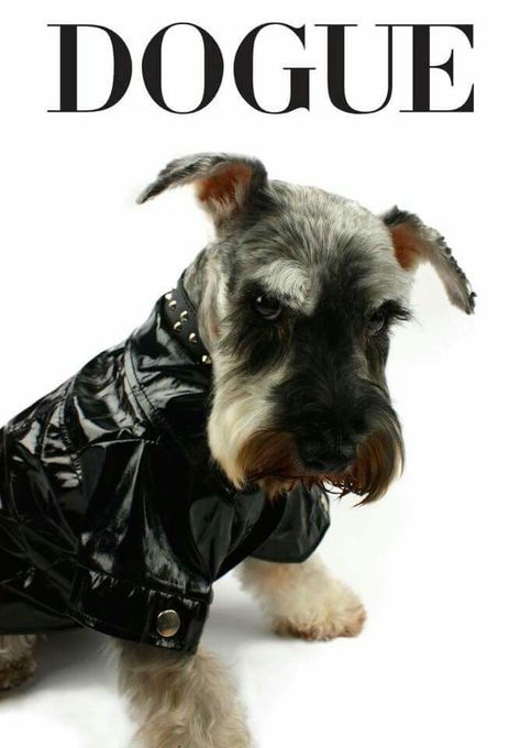 Schnauzers Funny, Schnauzer Art, Mini Schnauzer Puppies, Standard Schnauzer, Mini Schnauzers, Miniature Schnauzer Puppies, Schnauzer Puppy, Most Popular Dog Breeds, Schnauzer Dogs