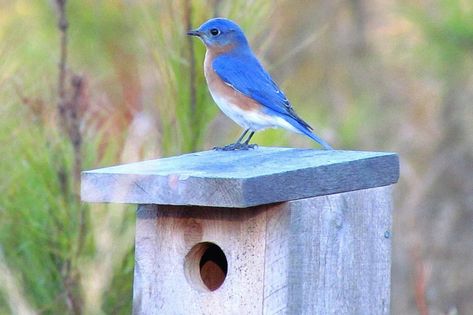 Bluebird House Plans, Bluebird House, Bird House Plans, Bird House Kits, Eastern Bluebird, Bird Aviary, Bird Houses Diy, Diy Birds, Kinds Of Birds