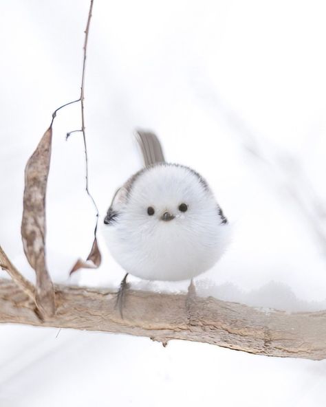 Hokkaido Bird, Shima Enaga, Bird Painting Acrylic, Snow Animals, Materi Bahasa Jepang, Cute Bird, Cute Wild Animals, White Bird, Bird Pictures