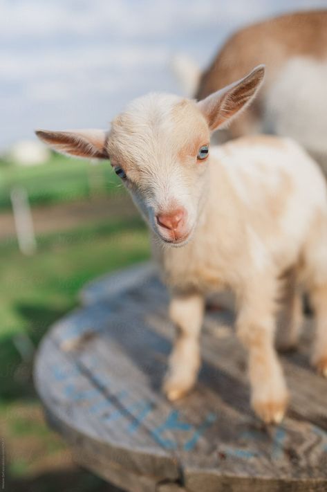 Adorable baby nigerian dwarf goats on a farm Baby Goats Aesthetic, Library Artwork, Goat Picture, Mini Goats, Pet Goat, Fluffy Cows, Leaping Bunny, Cute Goats, Goat Farming