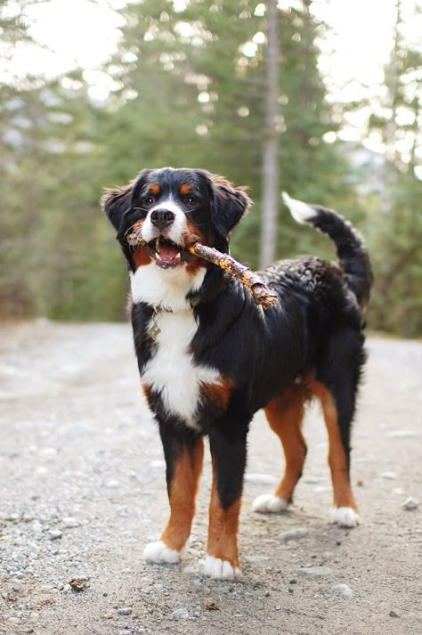 Bernese Mountain Dog Golden Mountain Dog, Burnese Mountain Dog, Burmese Mountain Dogs, Bernese Dog, Golden Mountain, Bernese Mountain Dog Puppy, Big Dog Breeds, Pet Ideas, Animal Photos