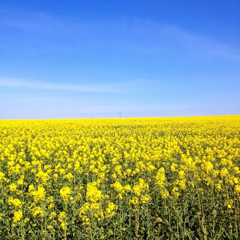 fields of rapeseed flower/blossom, near Fort Nelson on Portsdown Hill, Portsmouth Rapeseed Flower, Yellow Plants, Flowers Yellow, City Photography, Public Domain Images, Yellow Flower, Blossom Flower, Portsmouth, Flower Backgrounds