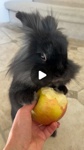 Boba the Lionhead Bunny on Instagram: "Would you share an apple with me? ♥️🍏🍎  #apple #asmr #crunch #bobababy #lionheadbunny #blackbunny #fluffy #instabun #love #bunnylove #bunbun #bunmom #bunnygram #cutebunny #bunnylovers #bunnyoftheday #bunnylife #weeklyfluff" Lionhead Bunny, Ny Life, I Need Love, Black Bunny, Bunny Lovers, Cute Bunny, Pet, Tattoos, On Instagram