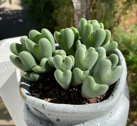 Heart Succulent, Black Succulents, Coral Cactus, Opuntia Microdasys, Balcony Plants, Small White Flowers, Mini Succulents, Drought Tolerant Plants, Rare Succulents