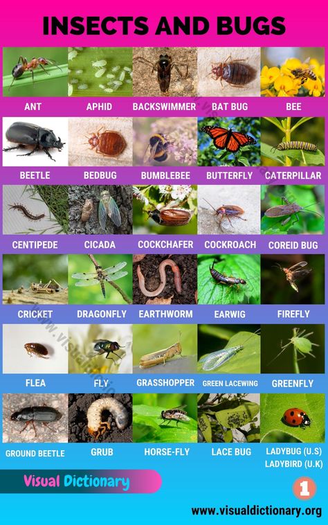 Insects: Best List of 55 Common Names of Insects in the World Animals Classification, List Of Insects, Classification Of Animals, Insects Names, Animals Name In English, Pictures Of Insects, Animal Classification, Animal Names, Visual Dictionary