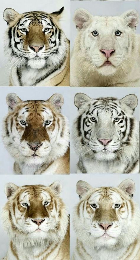 Big Cats - Rare animal because of its cuteness. There are many species of animals in the world, maybe you have never seen these animals before. See if curious.  #animals #rare #cute #cuteanimal #rareanimal Pictures Of Tigers, Albino Animals, Rare Animals, Pretty Animals, Majestic Animals, Style Photo, Cheetahs, Large Cats, Exotic Pets