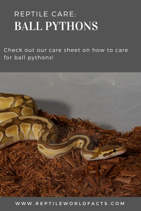 Ball Python Pet Care, Snake Care For Beginners, Python Hacks, Snake Character, Ball Python Pet, Spooky Spaghetti, Ball Python Care, Snake Care, Snake Terrarium