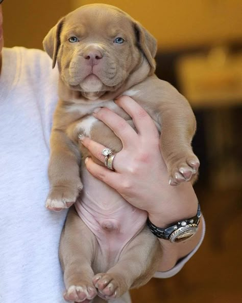 Australian Shepherd Husky, Pitbull Dog Puppy, Pitbull Dog Breed, Bully Breeds Dogs, Pitbull Puppy, Bully Dog, Cute Little Puppies, Pitbull Puppies