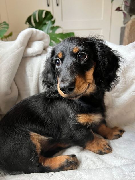 Black Weiner Dog, Black Dashound, Black Dauchsands, Weiner Dog Long Hair, Dashound Aesthetic, Black And Tan Long Haired Dachshund, Black Long Haired Dachshund, Dashund Aesthetic, Long Haired Dashound